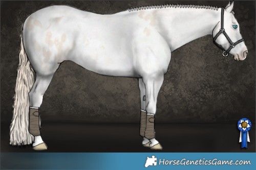Horse Color:Perlino Dun Sabino Tobiano Appaloosa Rabicano 