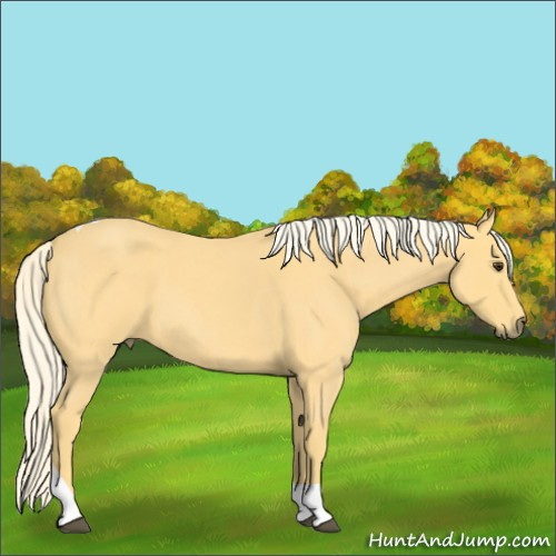 Horse Color:Palomino Roan Tobiano Rabicano 