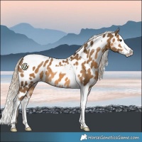 Horse Color:Chocolate Palomino Splash Tobiano Near Leopard 