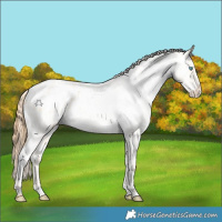 Horse Color:White Spotted Buckskin Roan Pearl Dun Appaloosa Rabicano 