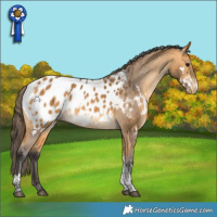 Horse Color:White Spotted Buckskin Tobiano Appaloosa