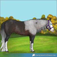 Horse Color:Brown Splash Rabicano 