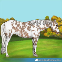 Horse Color:White Spotted Silver Grullo Appaloosa 