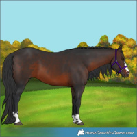 Horse Color:Brown 