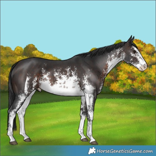 Horse Color:White Spotted Brown Sabino