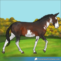 Horse Color:White Spotted Brown