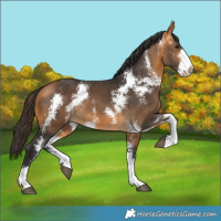 Horse Color:Buckskin Sabino 