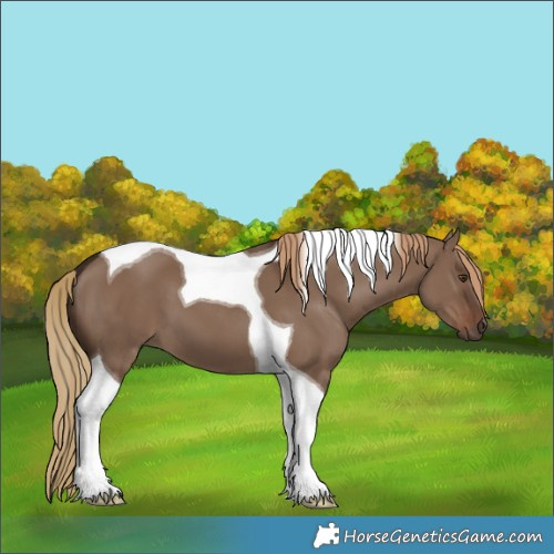 Horse Color:Liver Red Dun Tobiano 