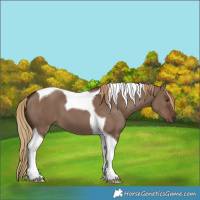 Horse Color:Liver Red Dun Tobiano 