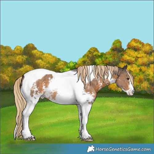 Horse Color:Chocolate Palomino Sabino Tobiano 