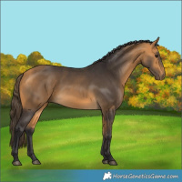 Horse Color:Buckskin 