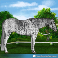 Horse Color:Black  and White Spotted Black 