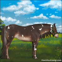 Horse Color:White Spotted Liver Chestnut 