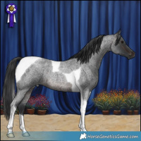 Horse Color:Brown Roan Tobiano Rabicano