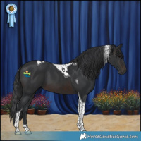 Horse Color:Brown Tobiano