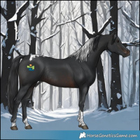 Horse Color:Brown Tobiano Rabicano 