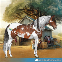 Horse Color:White Spotted Brown Tobiano Rabicano 