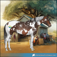Horse Color:White Spotted Brown Tobiano Rabicano