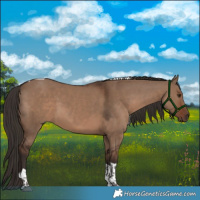 Horse Color:Liver Red Dun Tobiano