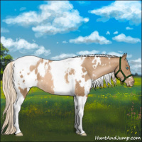 Horse Color:White Spotted Chocolate Palomino Pearl Tobiano Blanket 