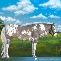 Horse Color:White Spotted Silver Black Splash Appaloosa 