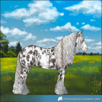 Horse Color:Liver Chestnut Sabino Splash Appaloosa  and Liver Chestnut Sabino Splash Appaloosa 
