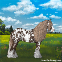 Horse Color:Liver Chestnut Sabino Splash Appaloosa  and Liver Chestnut Sabino Splash Appaloosa 