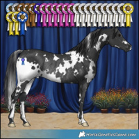 Horse Color:White Spotted Black Rabicano 