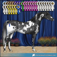 Horse Color:White Spotted Black Rabicano 