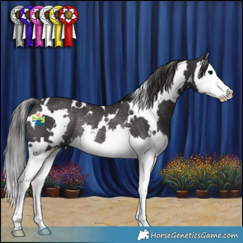 Horse Color:White Spotted Smoky Black Splash Rabicano 