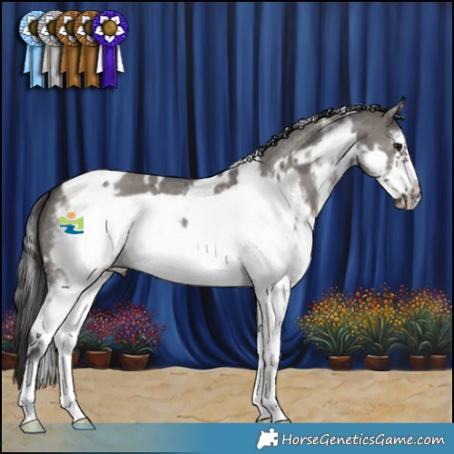 Horse Color:White Spotted Smoky Grullo Frame 