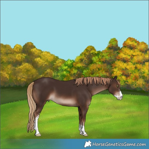 Horse Color:Liver Chestnut Sabino 
