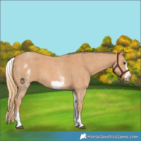 Horse Color:White Spotted Chestnut Sabino Frame 