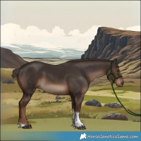 Horse Color:Liver Chestnut Tobiano
