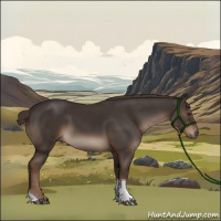 Horse Color:Liver Chestnut Tobiano