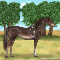 Horse Color:White Spotted Liver Chestnut Tobiano 
