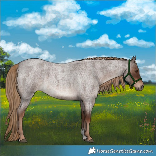 Horse Color:Liver Red Roan Tobiano 
