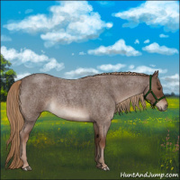 Horse Color:Liver Red Roan Tobiano