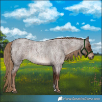Horse Color:Liver Red Roan Tobiano 