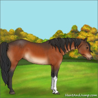 Horse Color:Bay  and Bay 