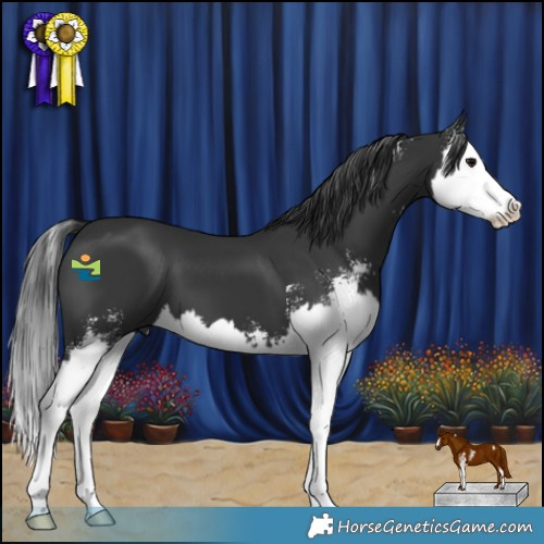 Horse Color:Black Sabino Splash 