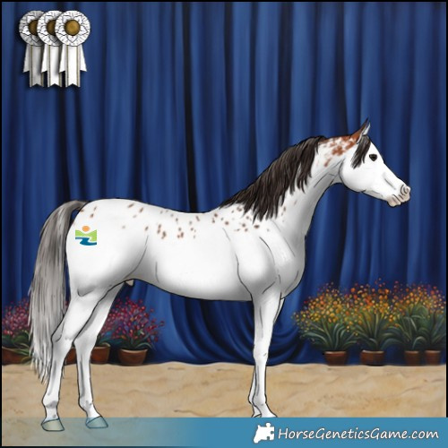 Horse Color:Bay Splash Appaloosa 
