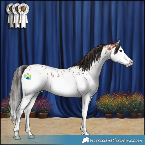 Horse Color:Bay Splash Appaloosa 