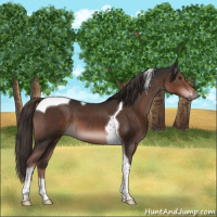Horse Color:Liver Chestnut Tobiano 