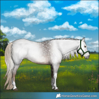 Horse Color:Gray Liver Chestnut Tobiano 