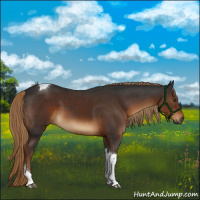 Horse Color:Gray Liver Chestnut Tobiano