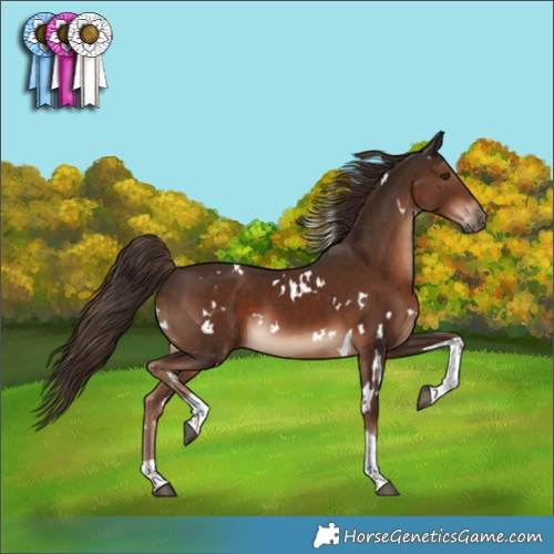 Horse Color:White Spotted Liver Chestnut Tobiano 