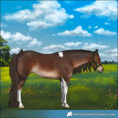 Horse Color:Liver Chestnut Tobiano