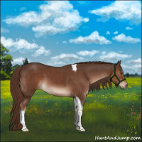 Horse Color:Liver Chestnut Tobiano 