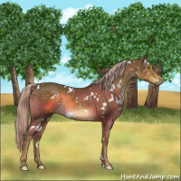 Horse Color:White Spotted Chocolate Palomino 